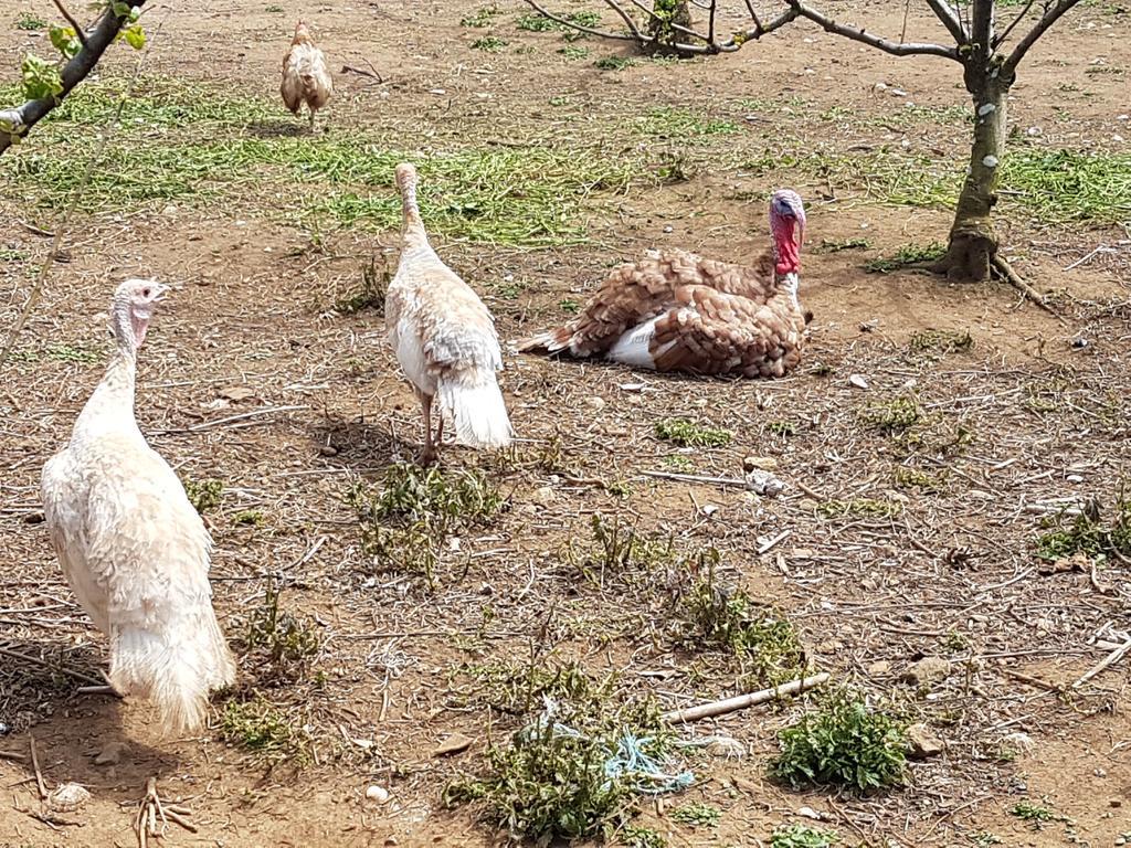 Quinta Rico Villa Quatro Ribeiras Dış mekan fotoğraf